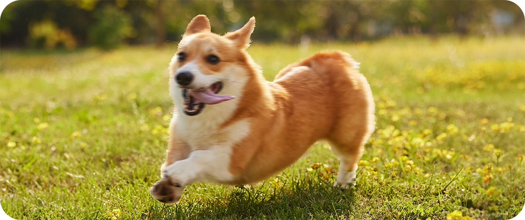 blurry dog