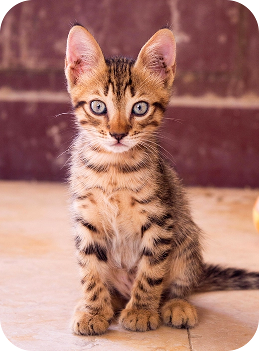 cat img